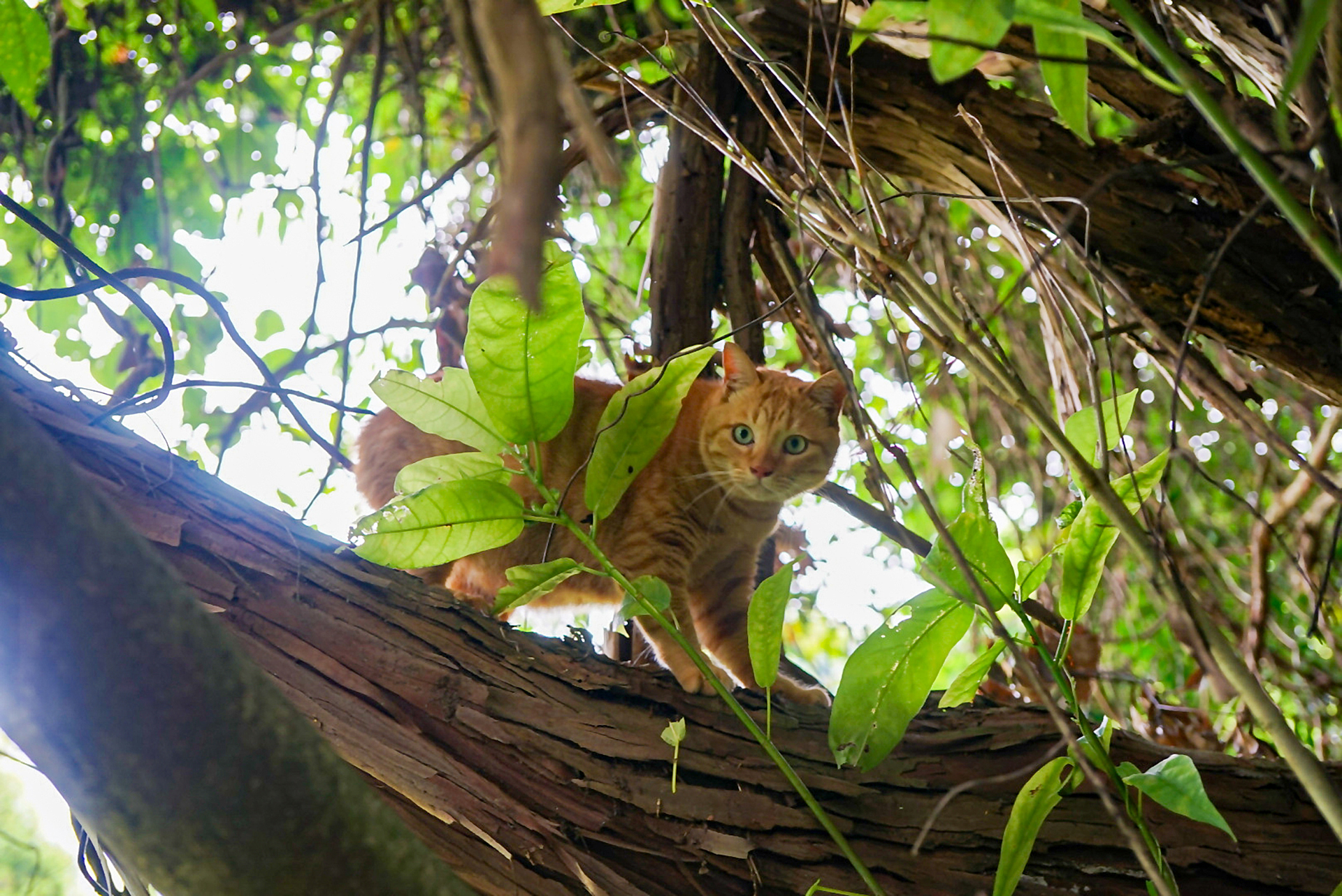 看板猫のナイナイ