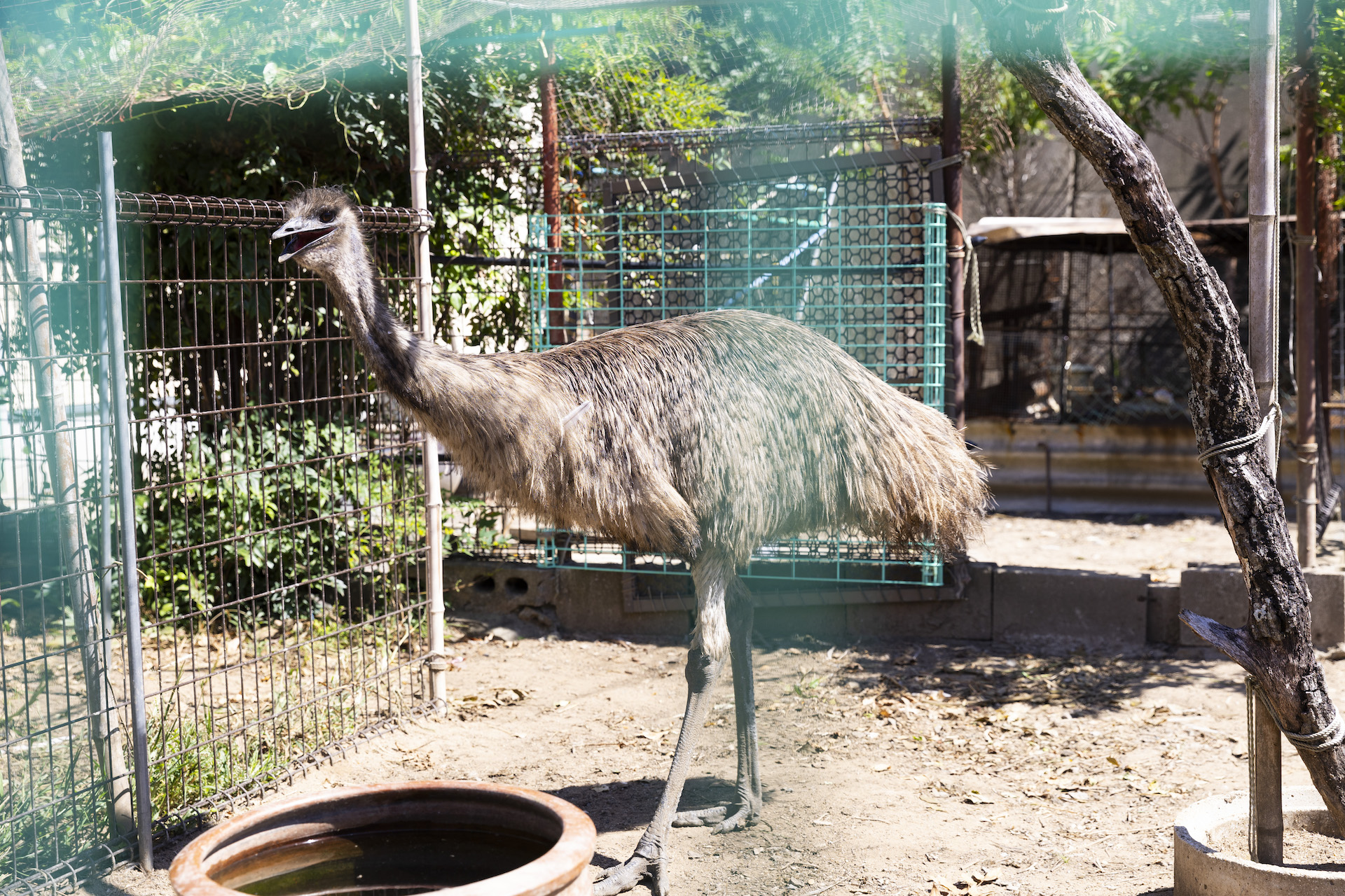 【神集島】海中鳥居、購買部、エミュー… 珍しさNo.1の島へ